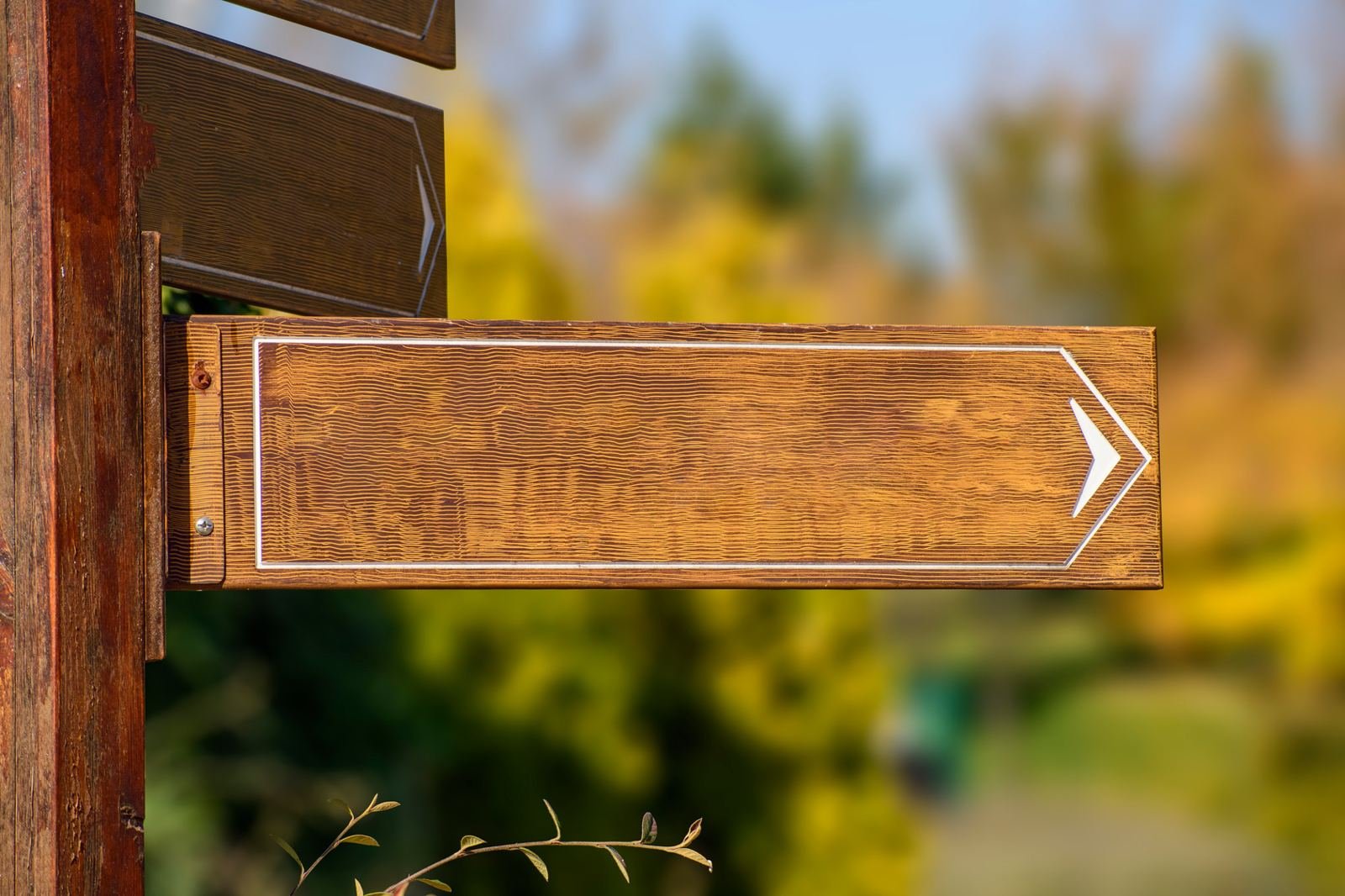Wooden signpost pointing the way in a forest